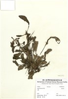 藏品(散血草)的圖片